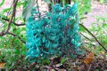 Liane de Jade. STRONGYLODON macrobotrys. Phillippines. Fabaceae
